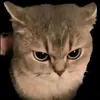 .nniko06