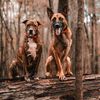 two_mals_and_a_bully