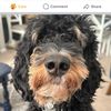 nellythebernedoodle