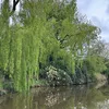 joelelkington