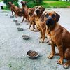 sahdhund