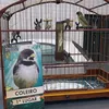 leandroalves60