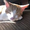 kidcat83