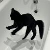 molecule the cat