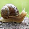 salt.the.snails