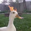 karrebussbira