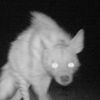 hyenahills