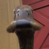 emmattacks