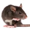 www.ratsquad.com