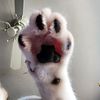 toebeans12345