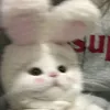 dgxalx