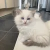 Ragdoll Kittys🌈🧡🐾