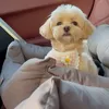 beautiful.dogs3