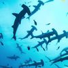 sharkgirl06