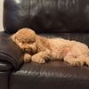barkley.boo