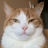 fatto._.catto