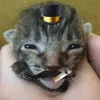 bernard_osiana
