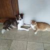 pommegray_and_bo