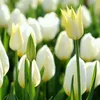 blumen.ly