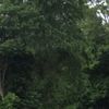nick_basketball1331