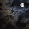 laela_1501