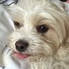 lildeedeedee