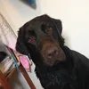 barneyandisi