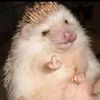 sammieterd