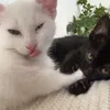 momo_and_kiki
