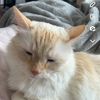brooke_g1015