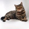 oskarsuessmops