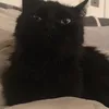 inmemoryoffrankie