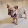 frenchie_molly