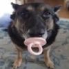 ___this0lddog___