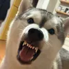 togohusky.pazzo