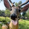 deerdecay