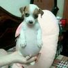 pao_pz7