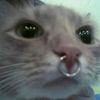 neko.rieri