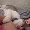 raposa_888