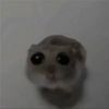 kiramendadog