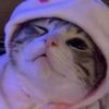 kittysdreams