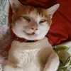abgcomey