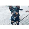 thesuperdachshund