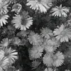 charlott.pl
