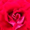 roses_thorns16