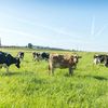 boringdairyfarmer
