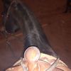 xxhorselolgirl