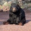 that_silly_bear