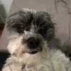 greyseapoo