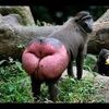 that.ulgy_monkey